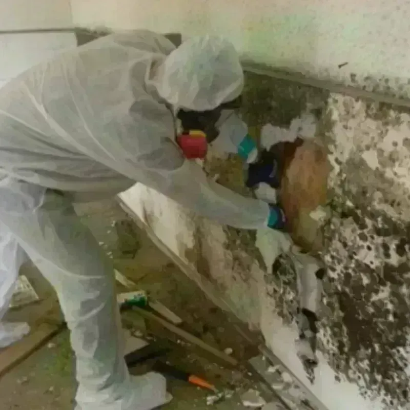 Mold Remediation and Removal in Prairie du Chien, WI